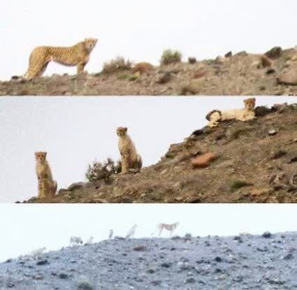 هلیا