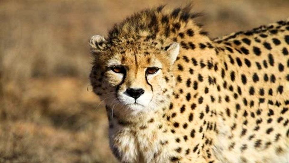 یوزپلنگ ایرانی در یک قدمی انقراض