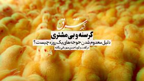 گرسنه و بی‌مشتری / دلیل معدوم شدن جوجه‌های یک روزه چیست؟
