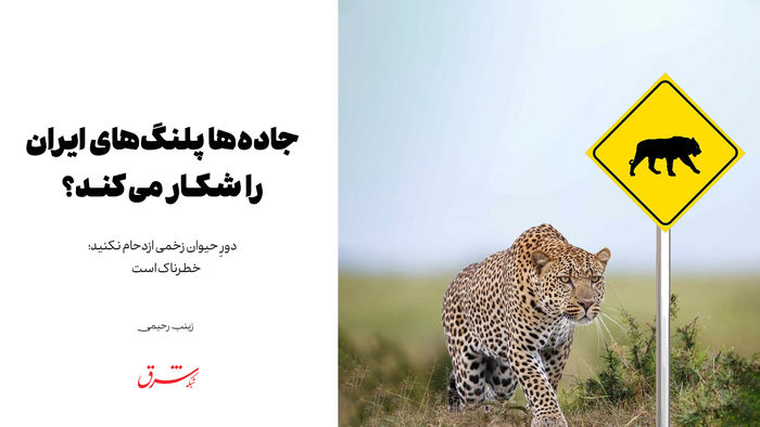 دورِ حیوان زخمی ازدحام نکنید؛ خطرناک است